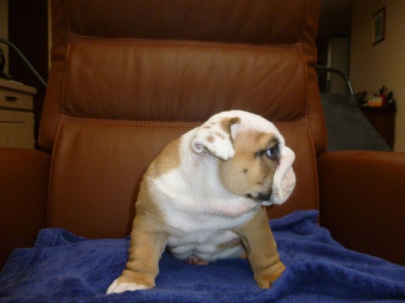 kissing bulls - Bulldog Anglais - Portée née le 05/09/2015
