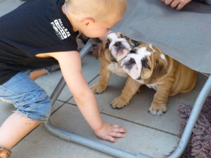 kissing bulls - Bulldog Anglais - Portée née le 15/05/2014