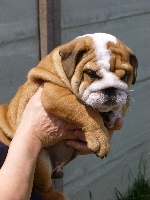 Nelson